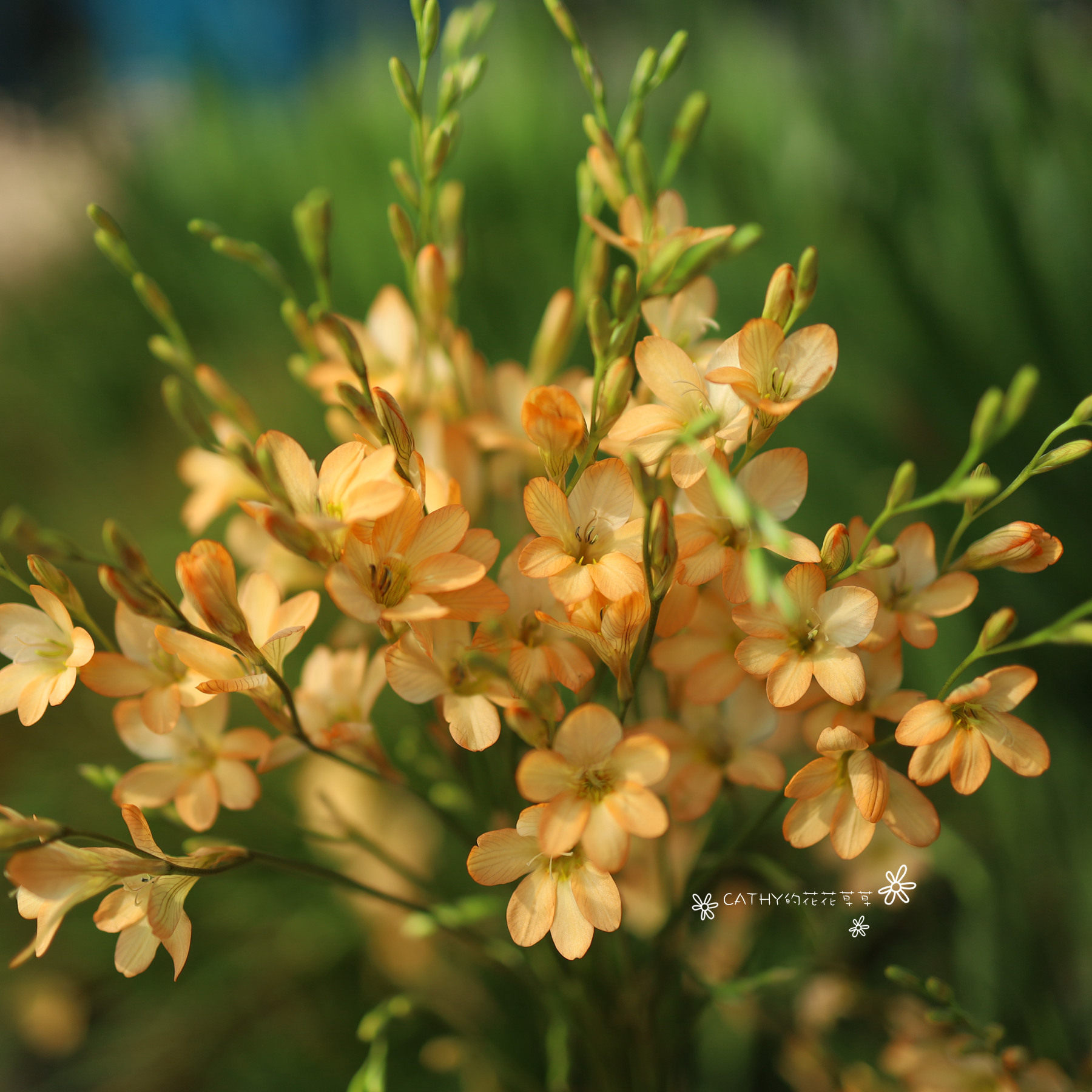 盆苗 橙色小花鸢尾兰 Tritonia parvula 3苗/盆,鲜花速递/花卉仿真/绿植园艺,种苗/半成品盆栽,淘宝优惠券,粉丝福利购,淘宝优惠卷