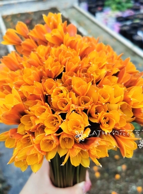 批量包邮 橙色风雨兰 Habranthus t. var texanus 开花球 50球/份