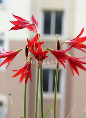 细叶孤挺 牛血百合种球 Rhodophiala bifida 夏末秋季开花