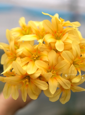 盆苗 黄花软叶肖鸢尾 Moraea flaccida yellow 3苗/盆