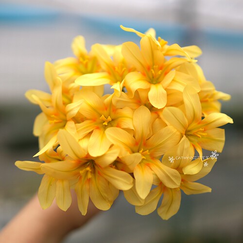 凯西花房春季肖鸢尾漂亮球根