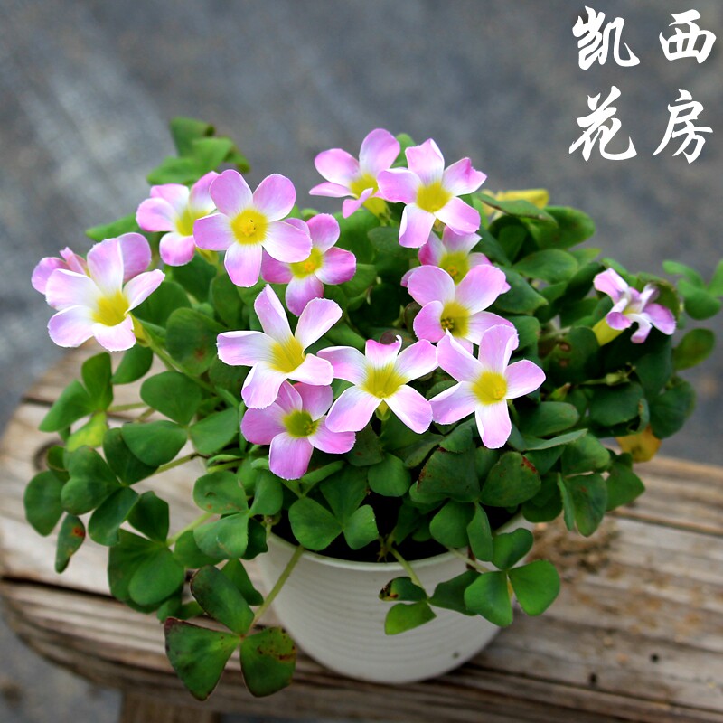酢浆草凯西花房秋冬春球根