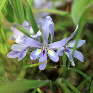 6-7月发货 锡德堡狒狒种球 Babiana cedarbergensis 5球 秋植冬花