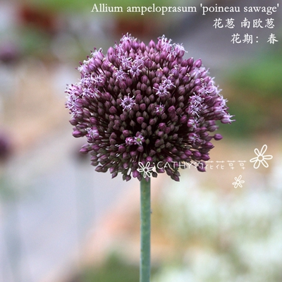 大花葱凯西花房春季球根