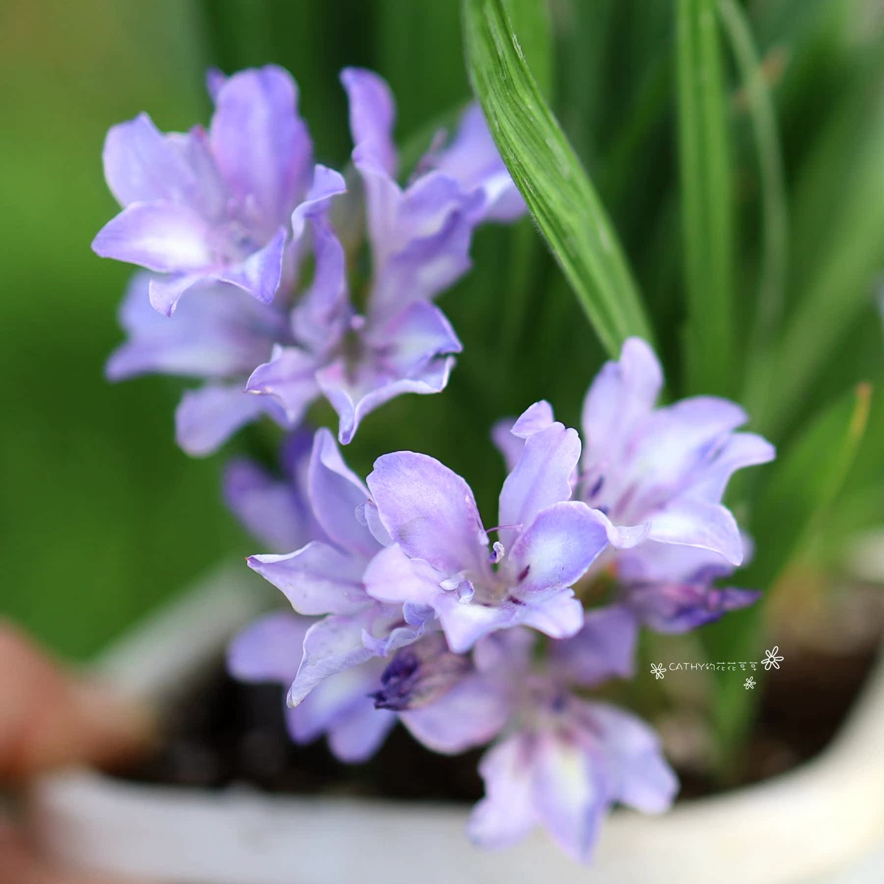 凯西花房春季狒狒花稀有球根