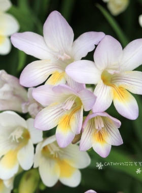 莱氏小苍兰种球-线条 Freesia leichtlinii-Lines 3球