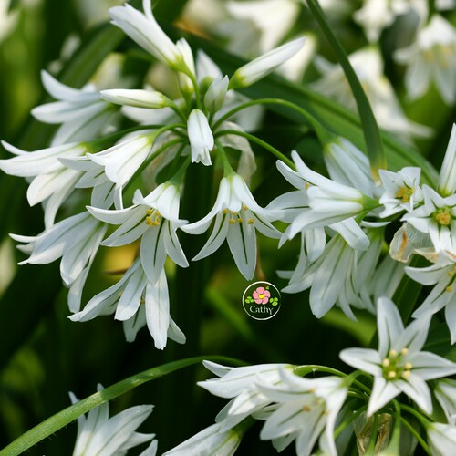 球根凯西花房春季花葱