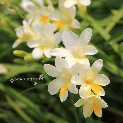 球根凯西花房春季小苍兰