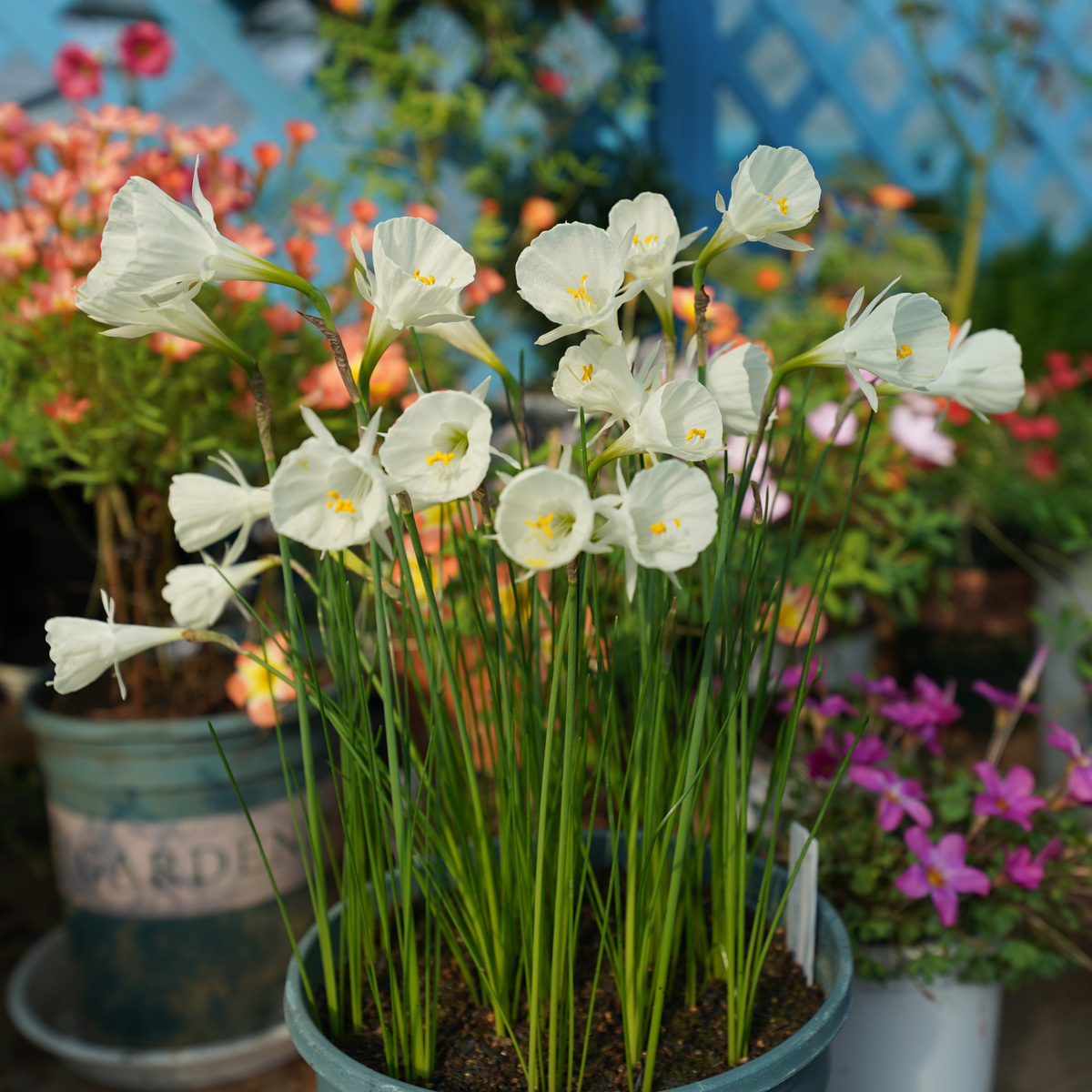 凯西花房春季洋水仙稀有球根