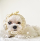 Vina手作 宠物定制 长毛狗狗吃饭护毛头套马尔济斯约克夏比熊泰迪