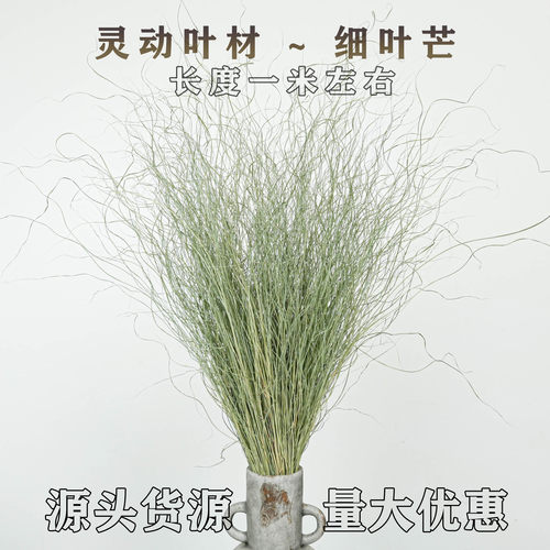 天然细叶芒永生花材源头货源
