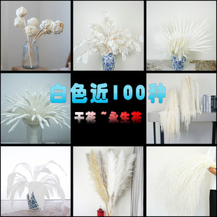 干花永生花白色100种龙须草苹果叶吊米粉黛蓬莱松绣球满天星柔丝
