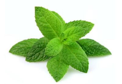 成都新鲜薄荷叶特产西餐调酒佐料