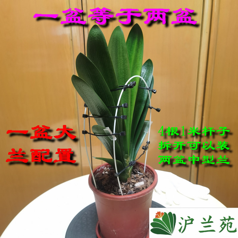 君子兰叶片矫正器整形夹矫正线叶其它园艺用品