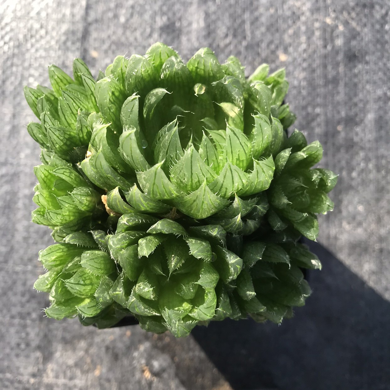 樱水晶玉露多肉十二卷属大集合大棚直供实拍绿锦源,鲜花速递/花卉仿真/绿植园艺,多肉植物,淘宝优惠券,粉丝福利购,淘宝优惠卷