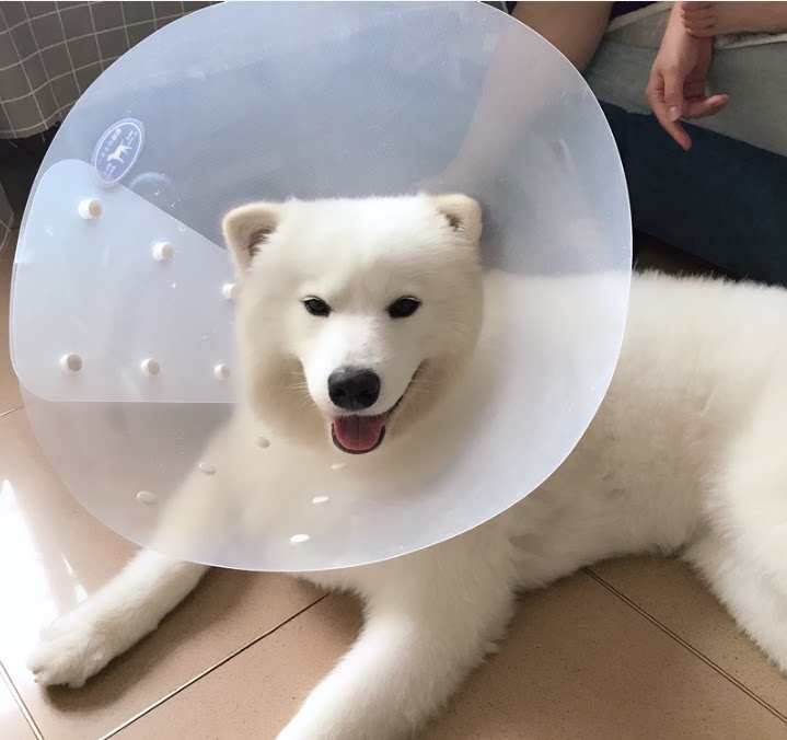 包邮】进口宠物伊丽莎白项圈狗防舔保护脖圈喇叭头套剪猫剃毛项圈