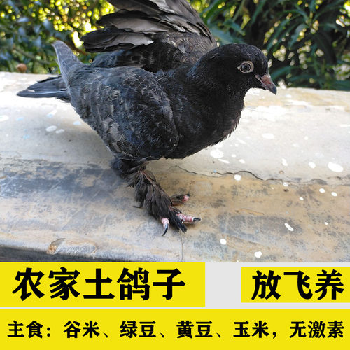2025年特卖5只农家土鸽子放飞吃五谷杂粮谷米绿豆黄豆玉米煲汤
