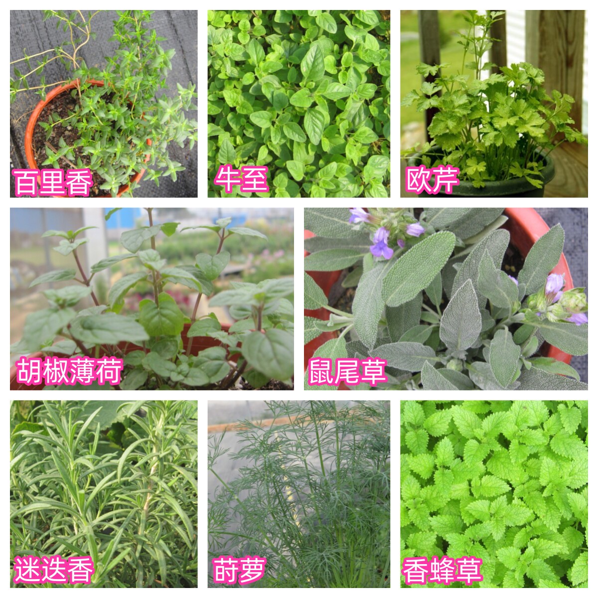 莳萝迷迭香鼠尾草百里香牛至欧芹胡椒薄荷香蜂草种子阳台花盆种植