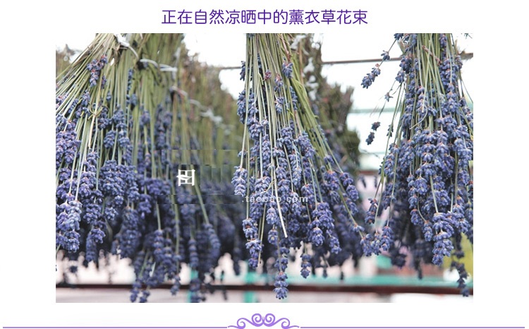爆美倒挂薰衣草一束50支特惠干花