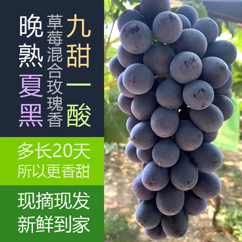 河南郑州晚成熟夏黑葡萄现摘现发九甜一酸68元4斤包邮