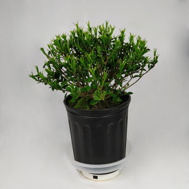香雪栀子花四季绿植花香无尽室内阳台花苗大盆景美观易活净化空气