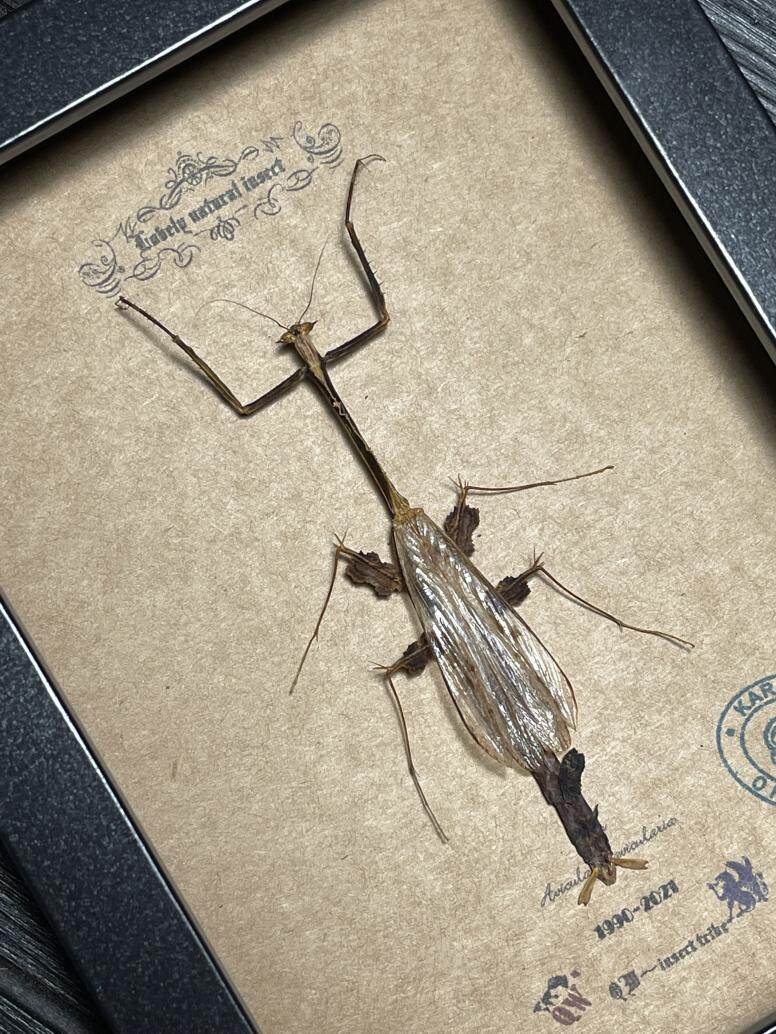 马来西亚原始雨林罕见剑螳螳螂标本珍藏欧式简约昆虫礼品圣诞节