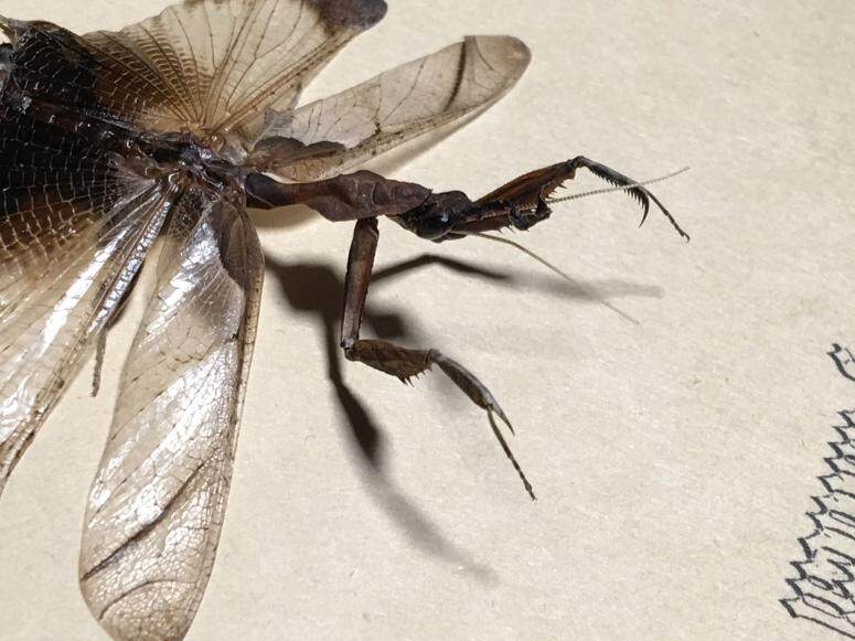 非洲原始雨林幽灵螳螂·昆虫标本珍藏·昆虫图谱·昆虫礼品