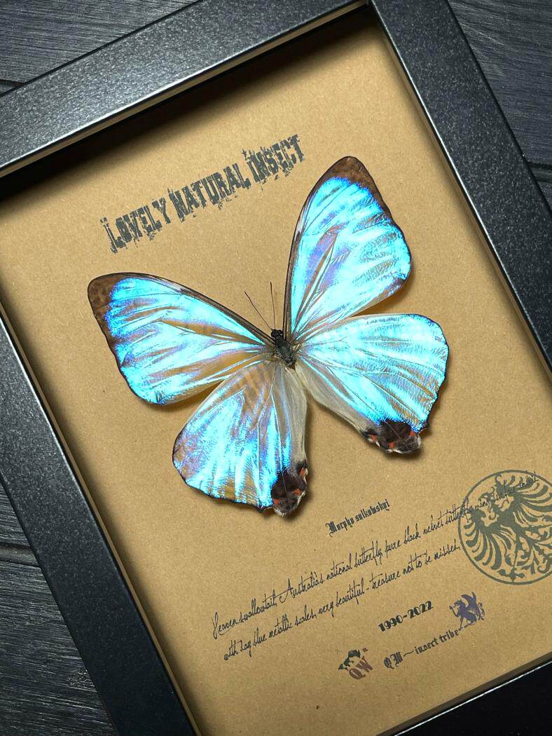 亚马逊原始雨林超罕见夜明珠闪蝶sp蝴蝶标本珍藏欧式简约昆虫礼品
