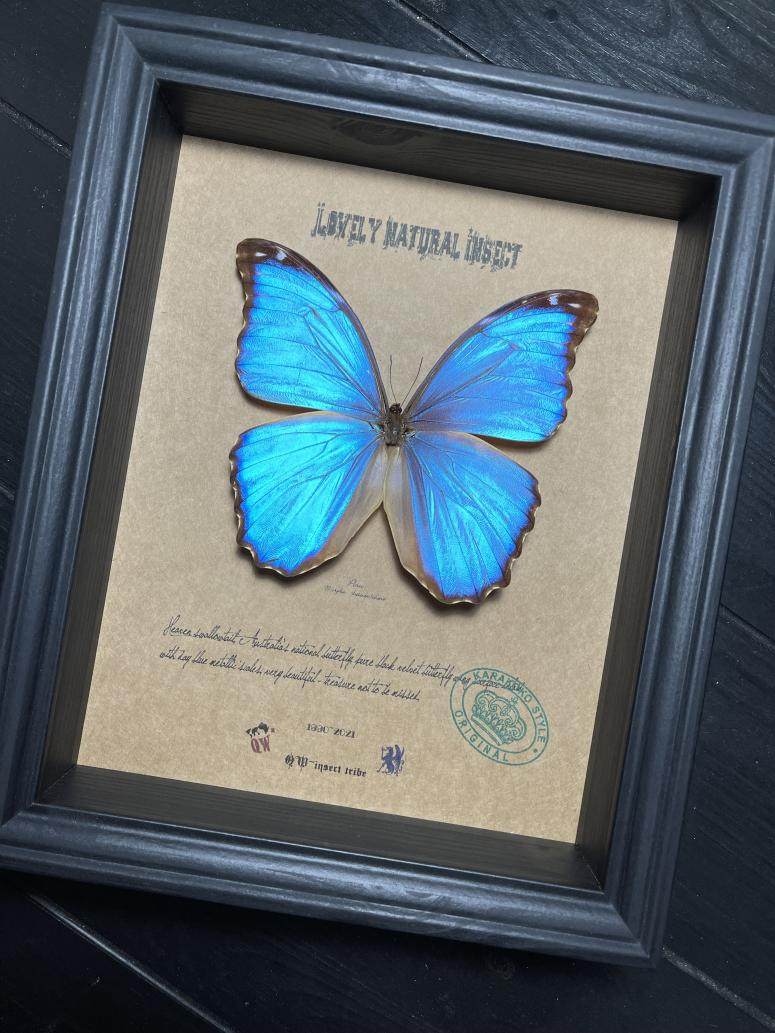 巴西原始雨林罕见大闪蝶蓝闪蝶晶闪蝶蝴蝶标本珍藏简约昆虫礼品