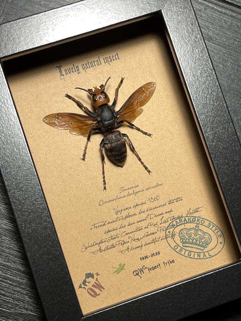 日本北海道巨型大黄蜂·昆虫标本珍藏欧式简约昆虫礼品jp001