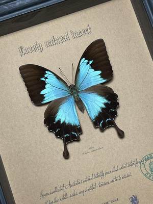 世界の蝶標本セット