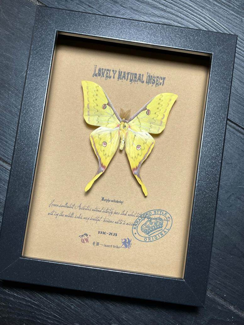 南亚原始雨林长尾天蚕蛾·蝴蝶标本珍藏·欧式简约·新年礼物