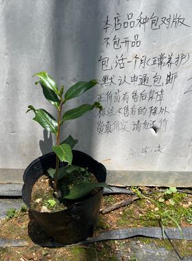 梵天白小本嫁接苗218