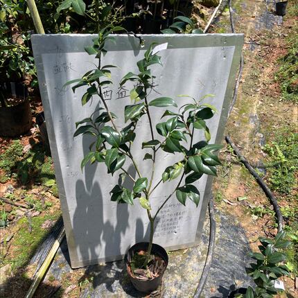 海绵原生苗带花苞122