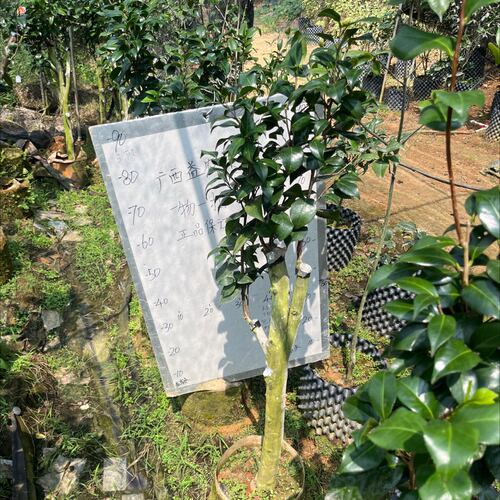 劳克嫁接苗带花苞4刀顺丰包邮401