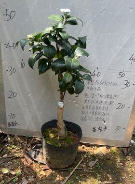复色克徕帝嫁接苗带花苞一刀632