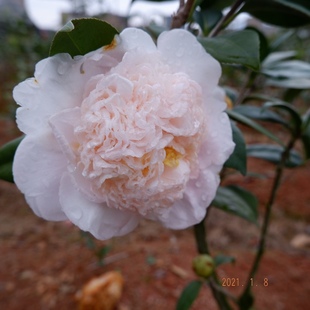 戴氏之歌益农夫茶花盆栽淡粉巨型托桂型花卉植物室内外阳台包邮