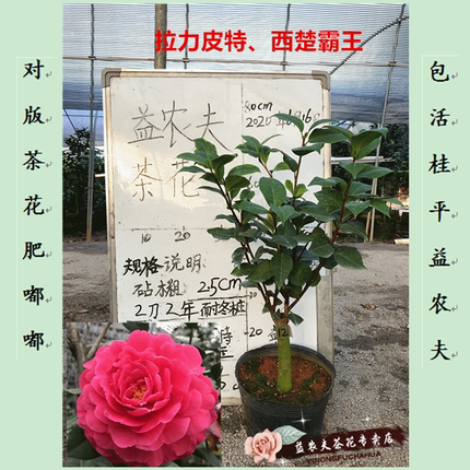 益农夫拉力皮特云杂巨型鲜红22年热卖品种茶花庭院盆栽花卉直售