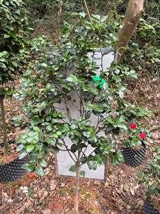 纯白嫦娥彩原生苗带花苞地苗不售后341