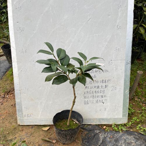友之浦小本嫁接苗带花苞18
