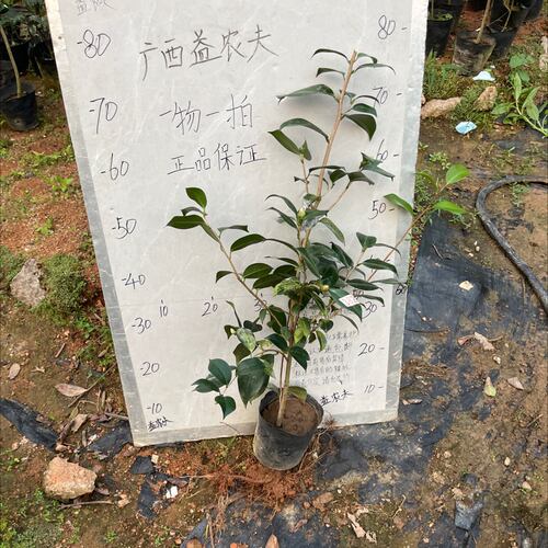 金盘荔枝原生苗带花苞382