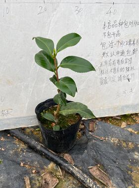 绘日伞小本嫁接苗690