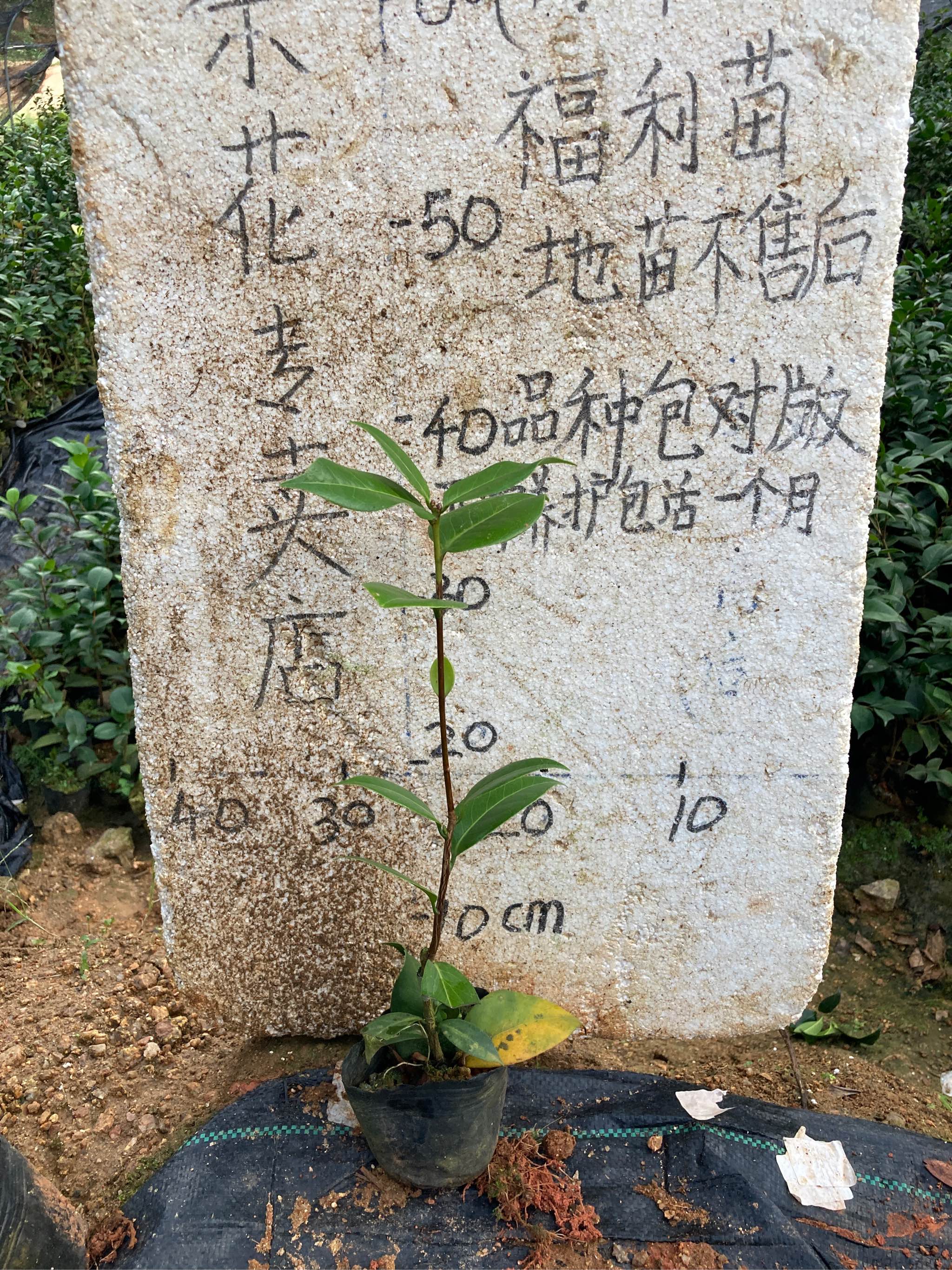 紫琪小本嫁接苗590