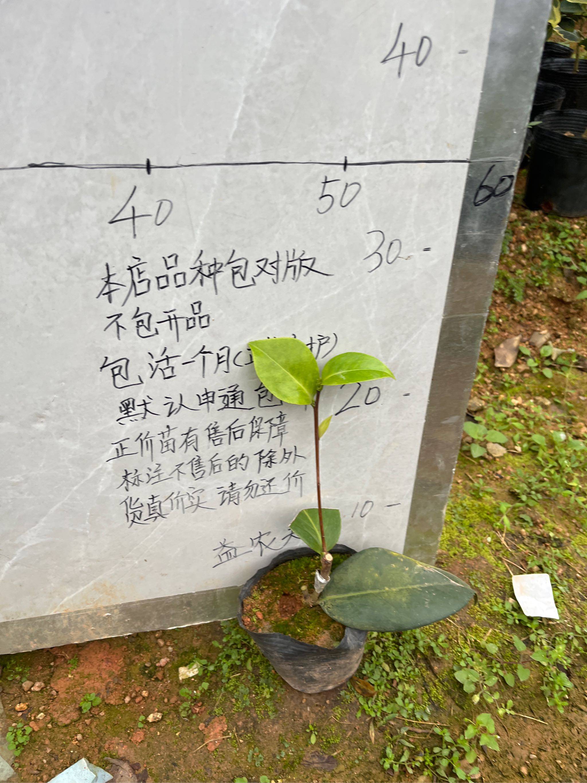 玉面贝蒂小本嫁接苗508,鲜花速递/花卉仿真/绿植园艺,时令草本花卉,淘宝优惠券,粉丝福利购,淘宝优惠卷