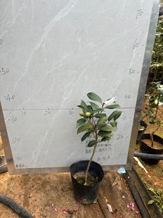 纯色都德宝贝原生苗带花苞609