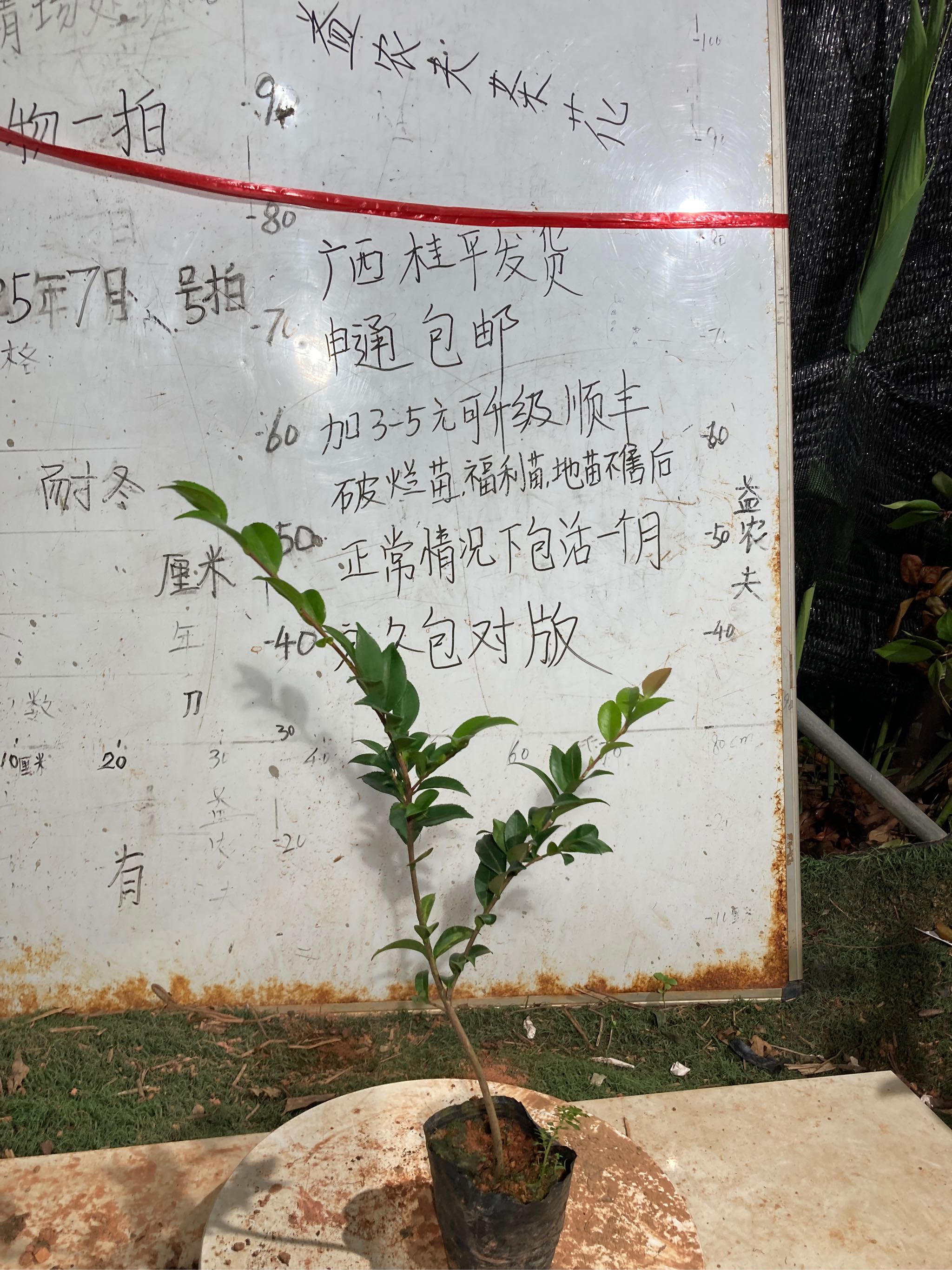 芙蓉香波原生苗480