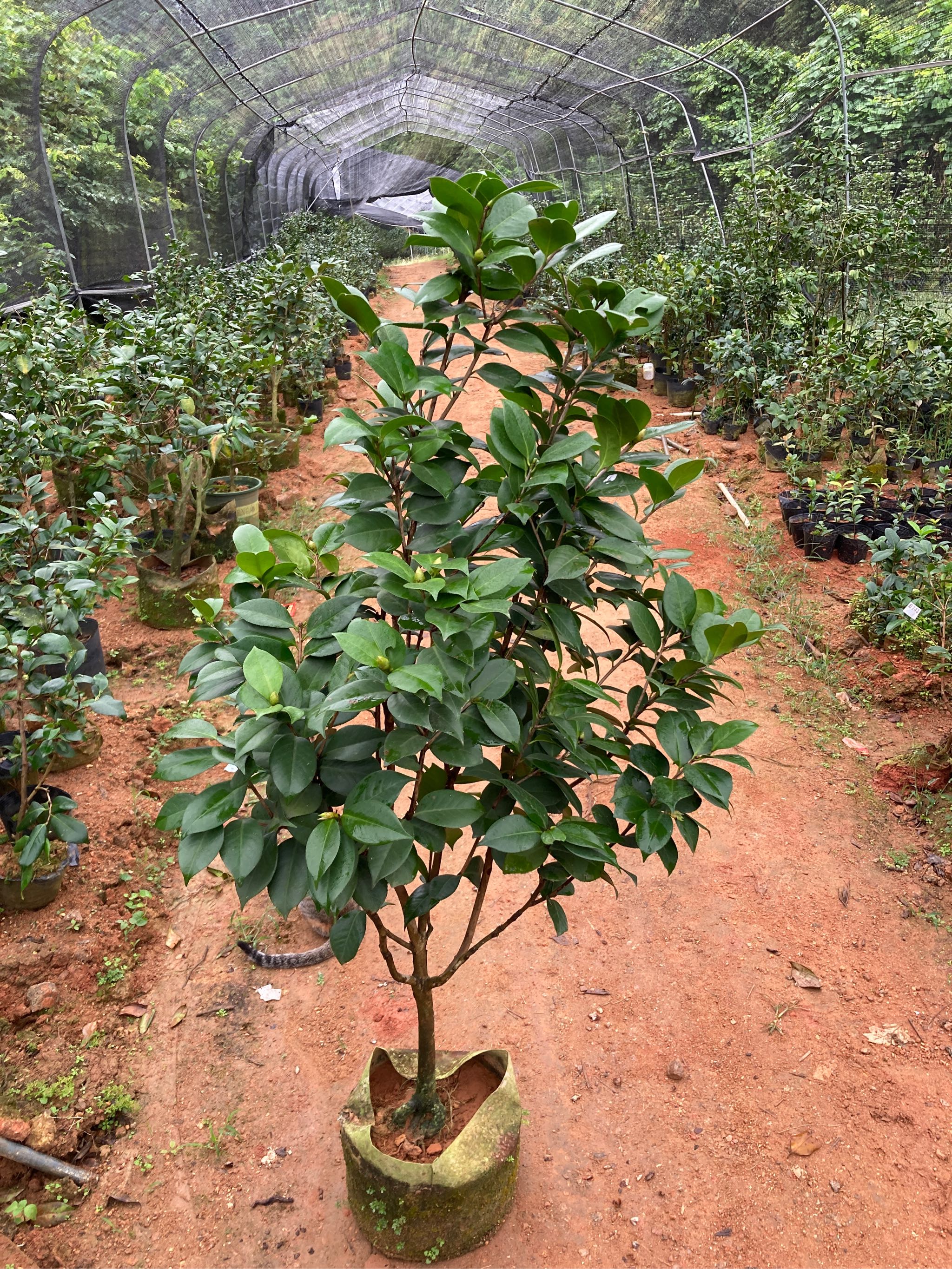 粉苏珊原生苗带花苞305