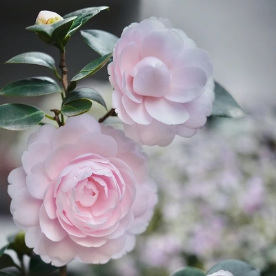 24年新品日系久留米乙女茶花益农夫盆栽单瓣粉红色中型花热卖名贵