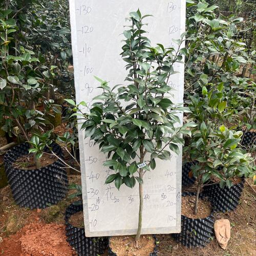 如梦那原生苗带花苞发货顺丰包邮23