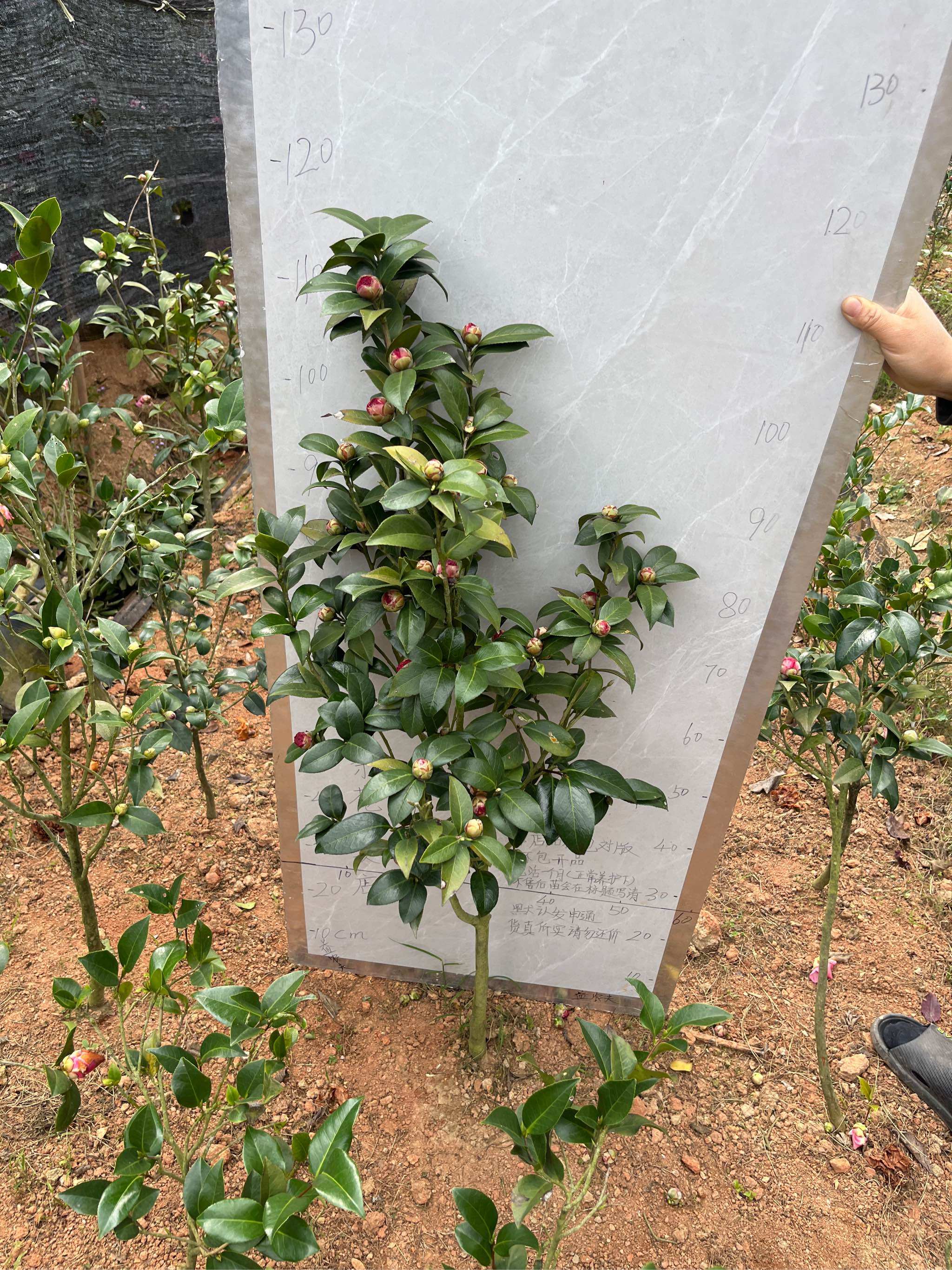 纯色伯拜范原生苗带花苞地苗不售后445,鲜花速递/花卉仿真/绿植园艺,时令草本花卉,淘宝优惠券,粉丝福利购,淘宝优惠卷